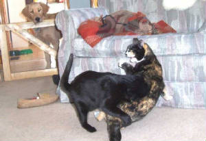 tacklekitten.jpg